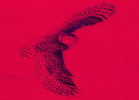High Flying Owls: Episode 8
