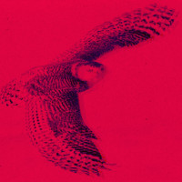 High Flying Owls: Episode 8