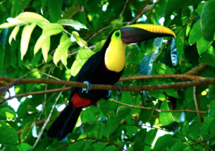 Culture Quest Costa Rica
